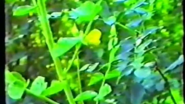 разведение и содержание пчел.mp4