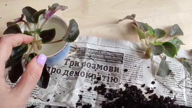 Пасынки (большие и маленькие) Убираю пасынки у фиалок смотреть онлайн