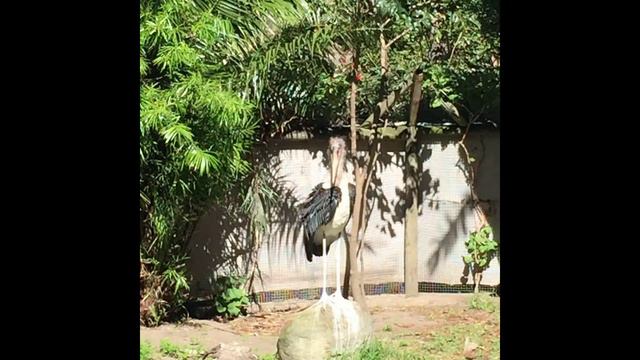 Южная Африка Кейптаун World of Birds 1 1 смотреть онлайн