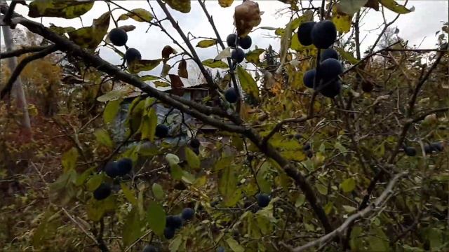 Живём в Удмуртии. Поездка на дачу с дочками. Ижевск 5 октября 2022 г. смотреть онлайн