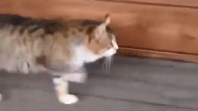 Ту-ту-ту-ту-ту~ смотреть онлайн