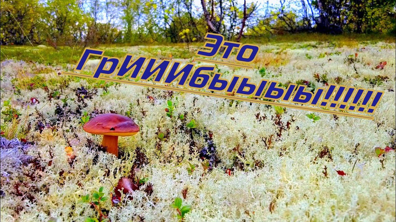 Этооо ГрИИбыыыы!!!! смотреть онлайн