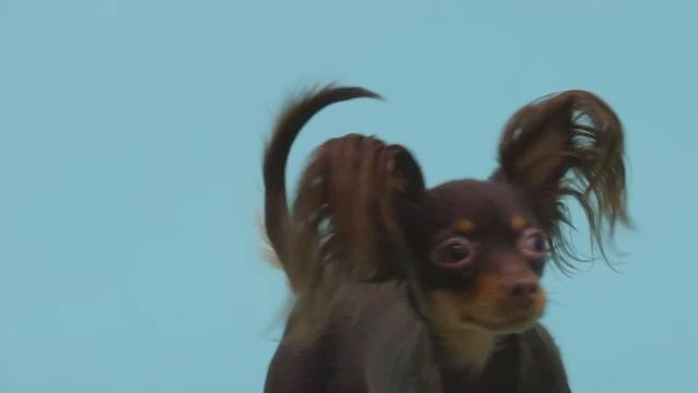 Russian Toy Terrier / 99+1 Dog Breeds смотреть онлайн