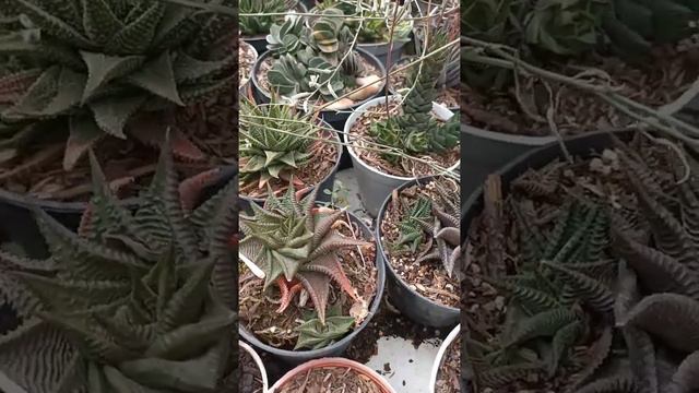 gasteria... Aloes... succulents of Benguet смотреть онлайн