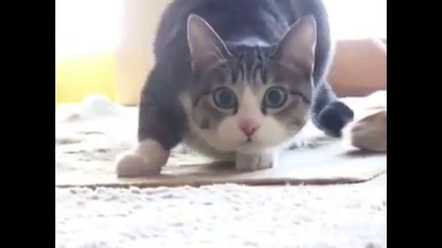 Вот как надо двигаться) смотреть онлайн
