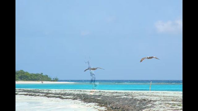 Венесуэла - Кайтсерфинг , сафари на архипелаг Лос Рокес с Q-Team. смотреть онлайн