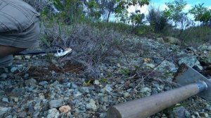 Minelab gold monster 1000. Prospecting gold. BOMBANA