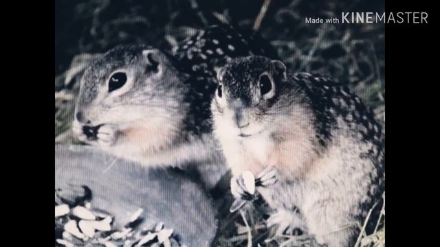 Кострикина М.А., 4 класс, "Животные степи.Крапчатый суслик" смотреть онлайн