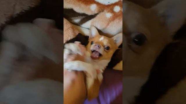 Злой чих смотреть онлайн