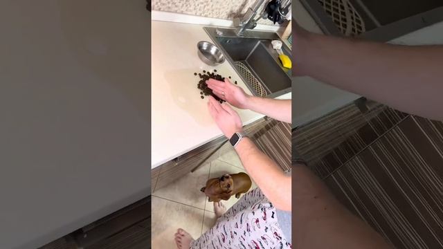 Как обмануть таксу? #жизнь #семья #топ #рекомендации #собаки #животные #рофл #собака #такса смотреть онлайн