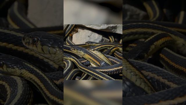 20 000 змей собираются в одном месте чтобы... смотреть онлайн