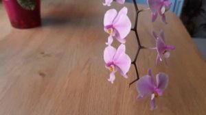 Phalaenopsis shilleriana Pink Butterfly