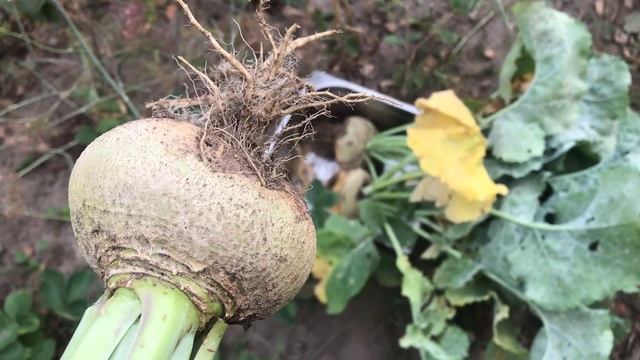 Брюква и её полезные свойства смотреть онлайн