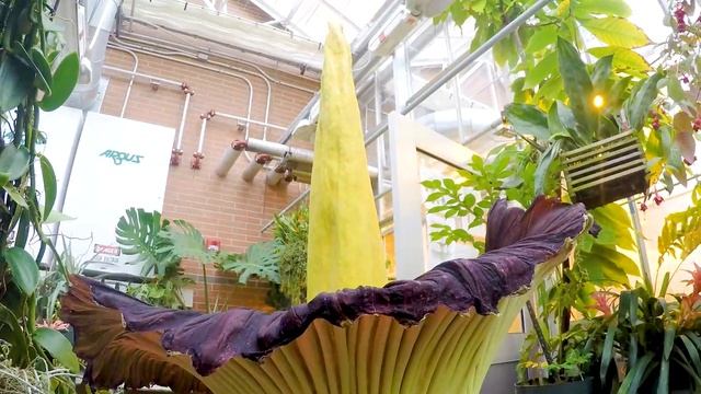 Corpse Flower at GVSU смотреть онлайн