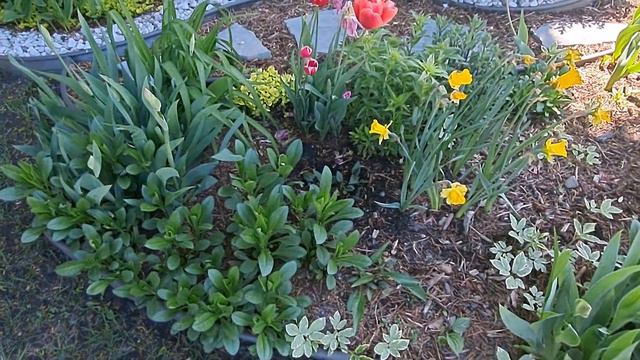 Front yard Garden Tour Simple Beauty Of Our Garden in Late spring #garden #gardentour #gardening смотреть онлайн