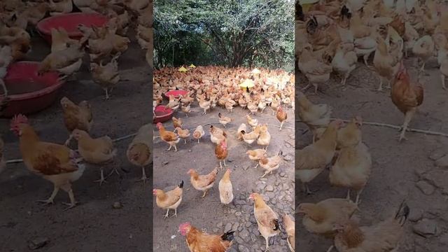 Feeding scene of 4000 chickens смотреть онлайн