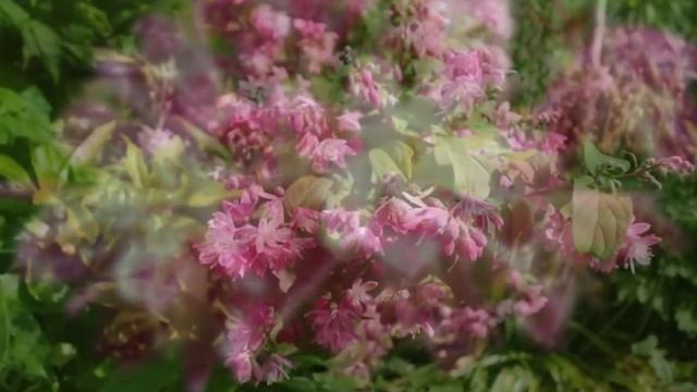 Deutzia x hybrida 'Strawberry Fields' смотреть онлайн