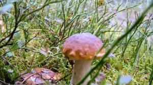 Грибы 2008 - Mushrooms (relax)