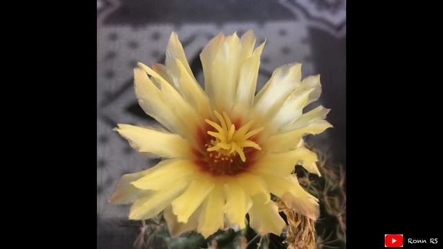 Hamatocactus Flowering | nov19 смотреть онлайн