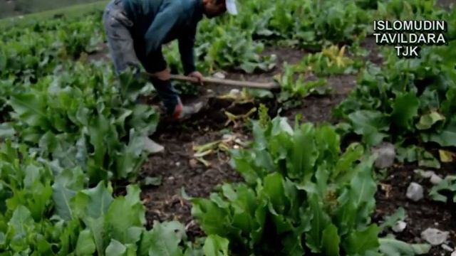 АНЗУРСКЫЙ ЛУК (ПИЁЗИ АНЗУРИ) САРЧАШМАХО -ТАВИЛДАРА-TJK смотреть онлайн