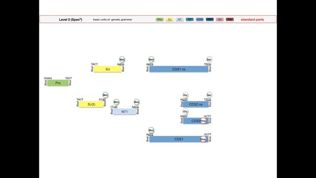 Golden Gate Cloning Video 3 - The Golden Gate MoClo Assembly Standard