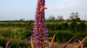 Вероникаструм виргинский Ред Арроу ? обзор: как сажать, саженцы вероникаструмы Ред Арроу