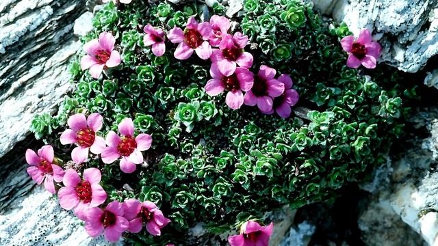 ЭТИ РАСТЕНИЯ ИЗБАВЯТ ВАС ОТ ПРОПОЛКИ. Почвопокровные культуры смотреть онлайн