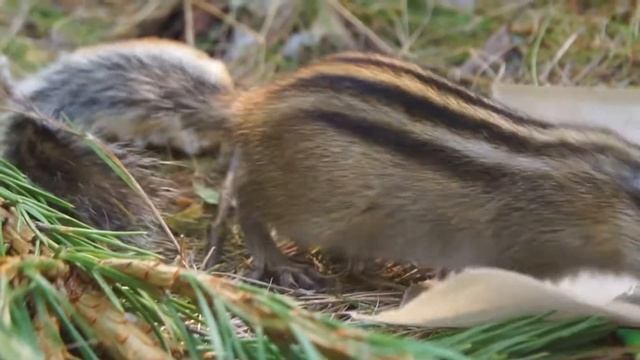 Прикормили бурундуков в лесу, хватают в обе щёки. Очень любят рис #1 смотреть онлайн