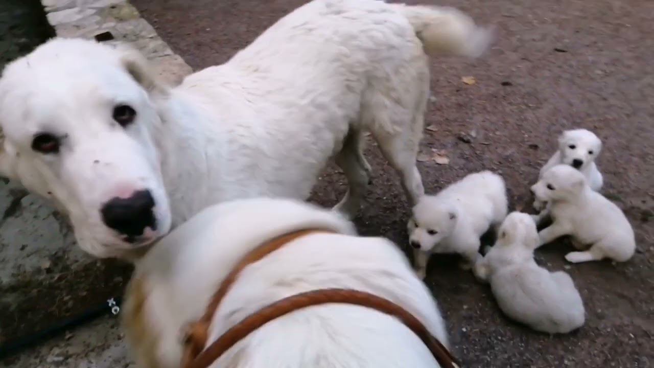 Привозим щенка в дом, где живёт ещё собака. Как все сделать правильно... смотреть онлайн
