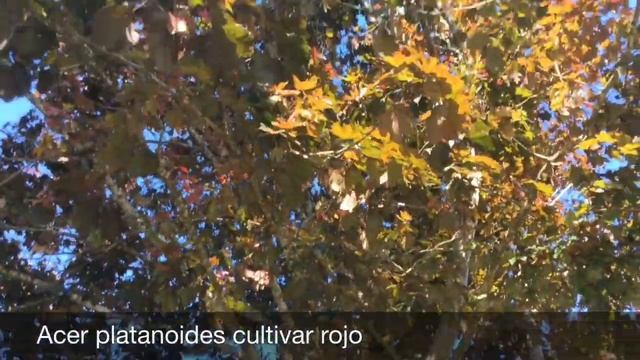 Acer platanoides rojo, gran árbol смотреть онлайн
