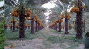 ВЫСАЖИВАЕМ ФИНИК В ОТКРЫТЫЙ ГРУНТ..Vselennaya uvlecheniy