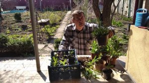 2021.КОЛОКОЛЬЧИК  ПЕРСИКОЛИСТВНЫЙ, РАЗМНОЖЕНИЕ И ВЫРАЩИВАНИЕ.