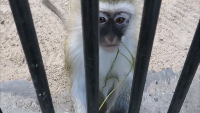 Мартышки зелёные 07.07.2020 смотреть онлайн