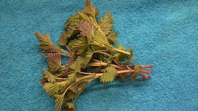 ПЕРЦА БУДЕТ В 10 РАЗ БОЛЬШЕ.ЕСЛИ СДЕЛАТЬ ЭТО!