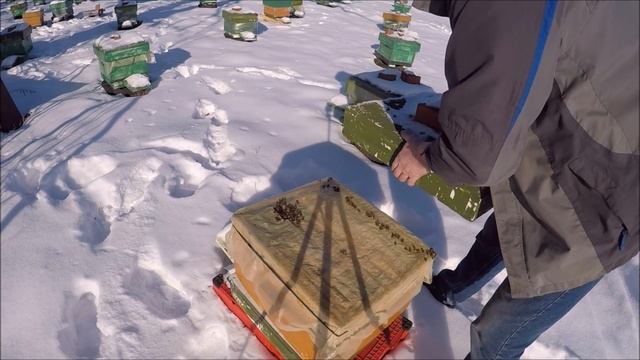 Продолжение зимовки, потерь нет. смотреть онлайн