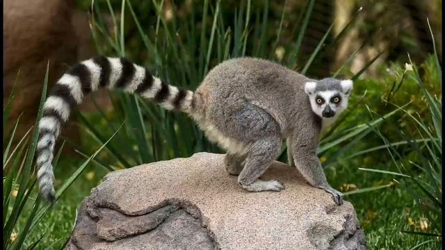 Мадагаскар для детей. Интересные животные и природа смотреть онлайн