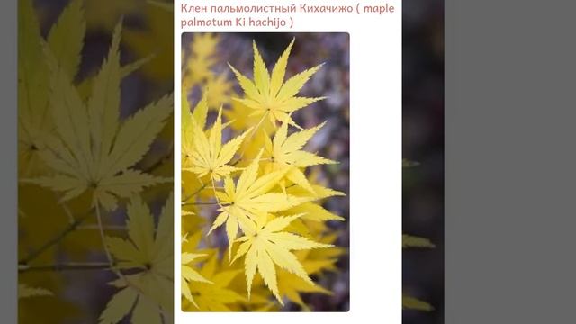 Семена клен пальмолистный Кихачижо maple palmatum Ki hachijo продажа купить смотреть онлайн