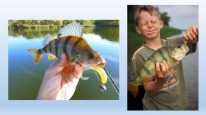 Урок биологии. 8 класс. Речные рыбы.