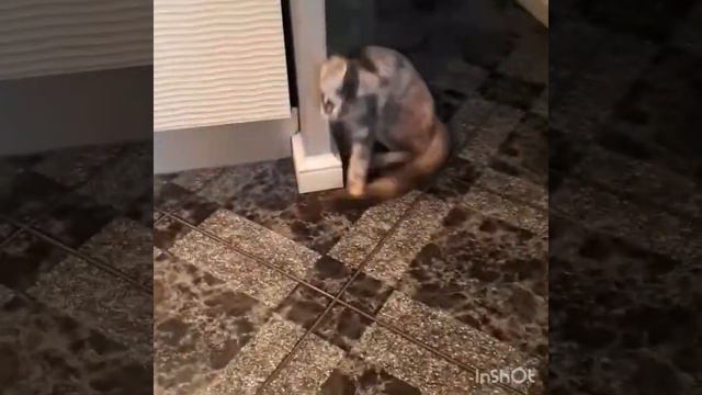 Питомник мейн кунов RoxyCoon. Кошечка Anser(Панда) танцует.💃 окрас fs22, рождена 16.01.2018 смотреть онлайн