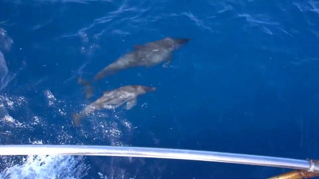 Дельфин и детеныш плывущих рядом лодок 3 смотреть онлайн
