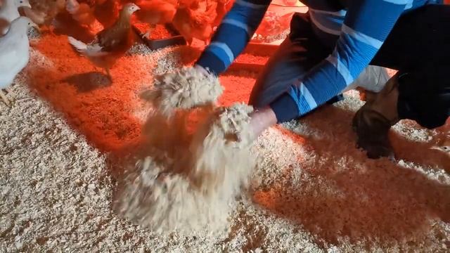 Бактерии-какая польза в хозяйстве?// "Мое подворье" смотреть онлайн