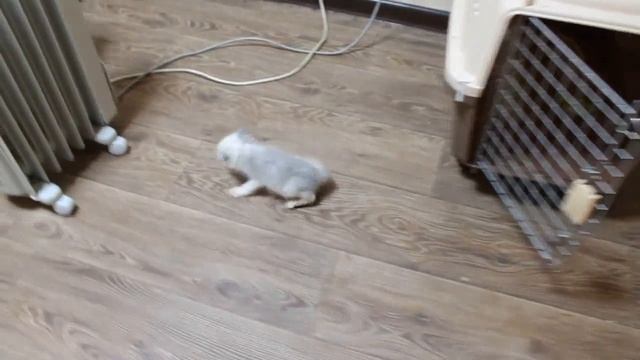Домашние лисята смотреть онлайн