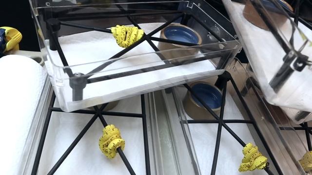 Your 6 Most Asked Green Tree Python Questions - Quickly Answered! смотреть онлайн