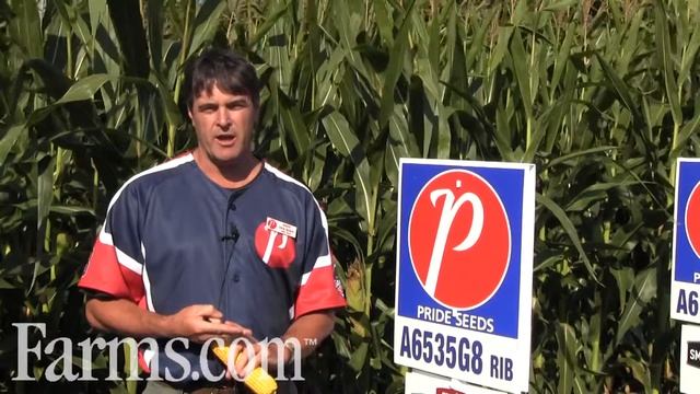 PRIDE SEEDS A6535G8 Corn 2900 CHU смотреть онлайн