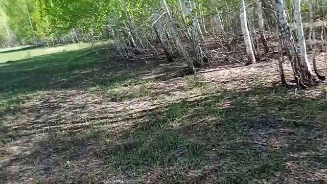 Высадила петунии🔴Выехали на природу🌞🌞 смотреть онлайн
