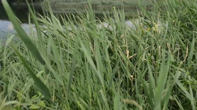 Водяное Синельниковский район смотреть онлайн