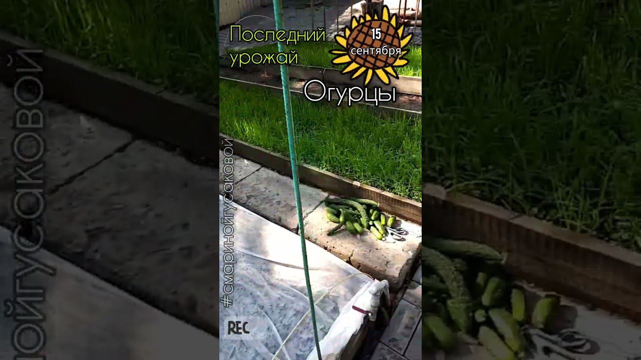 ОГУРЦЫ 30 банок с 8 кустов итоги сезона. 15 сентября последний урожай. Сею сидераты смотреть онлайн