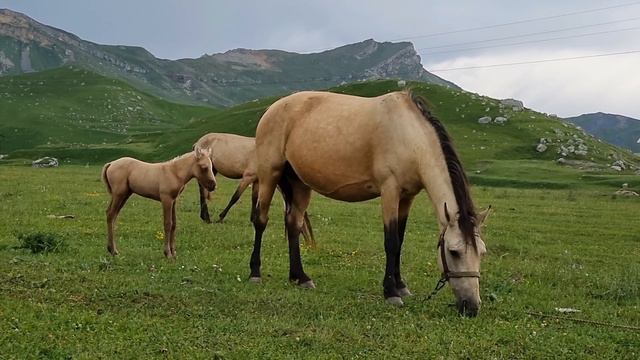 Жизнь в горах. Кулинский район. Цыйша .Вихли смотреть онлайн