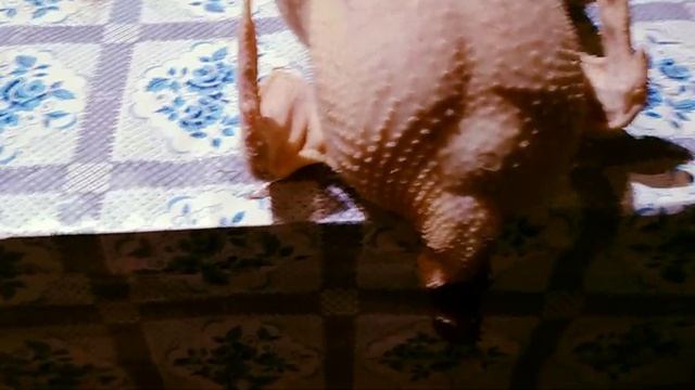 Забой бройлеров в 34 градусную жару// Забой птицы в жару смотреть онлайн
