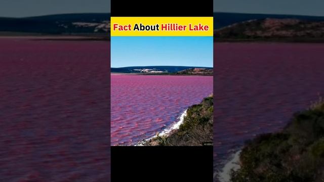Pink lake facts | Hillier Lake Australia | Hillier lake facts #shorts #facts #shortsvideo смотреть онлайн